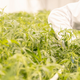 CO2 Safety in Cannabis Grow Rooms: Compliance, Monitoring & Yield Optimization