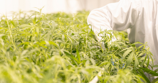 CO2 Safety in Cannabis Grow Rooms: Compliance, Monitoring & Yield Optimization