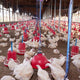 European Council Sets IAQ Standards for Poultry Farmers