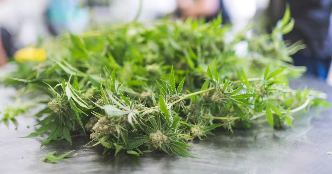 Indoor Agriculture Grow Facility and CO2Meter Solutions - CO2 Meter