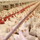 CO2 Important to Large-Scale Poultry Farming