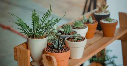 NASA compiles list of best plants to clean indoor air CO2 Meter