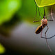 Mosquitos Select Targets Based on More Than CO2 - CO2 Meter
