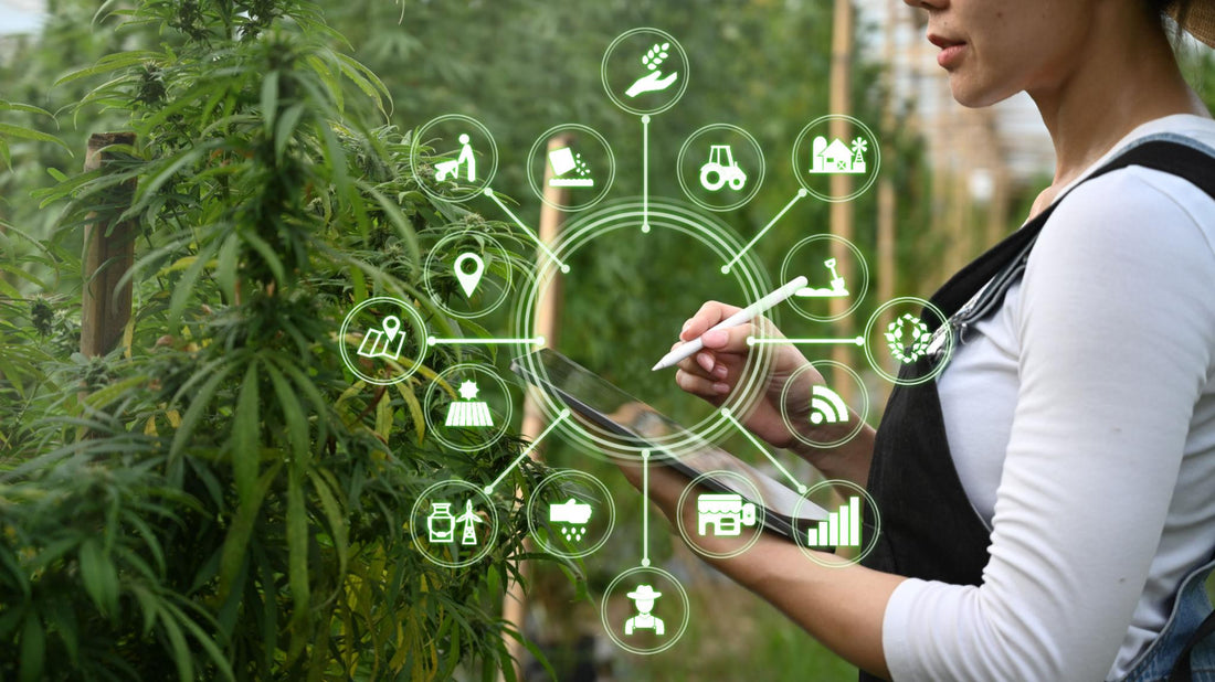 Grow Room CO2 Calculator: Bigger Plants, Lower Costs, Safety