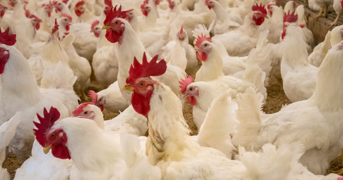 CO2 and NH3 Sensing in Livestock Applications - CO2 Meter