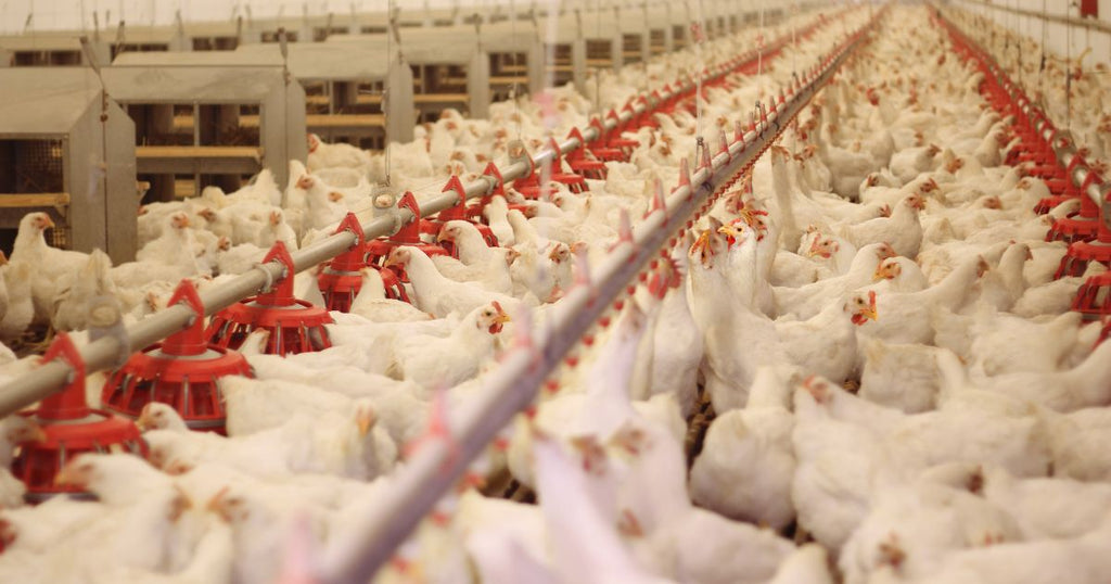 CO2 Important to Large-Scale Poultry Farming
