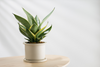 NASA compiles list of best plants to clean indoor air