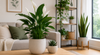 NASA compiles list of best plants to clean indoor air