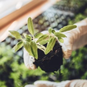 CO2 Meters Improve Indoor Gardening