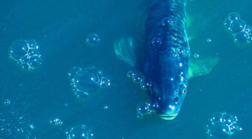 Dissolved Oxygen Meters and Sensors | CO2Meter.com