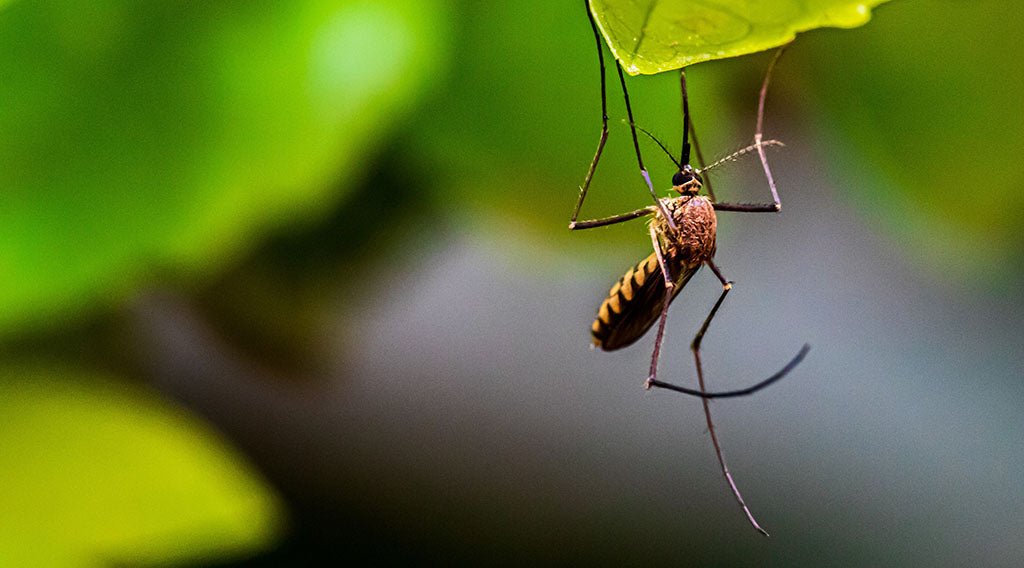 Mosquitos Select Targets Based on More Than CO2
